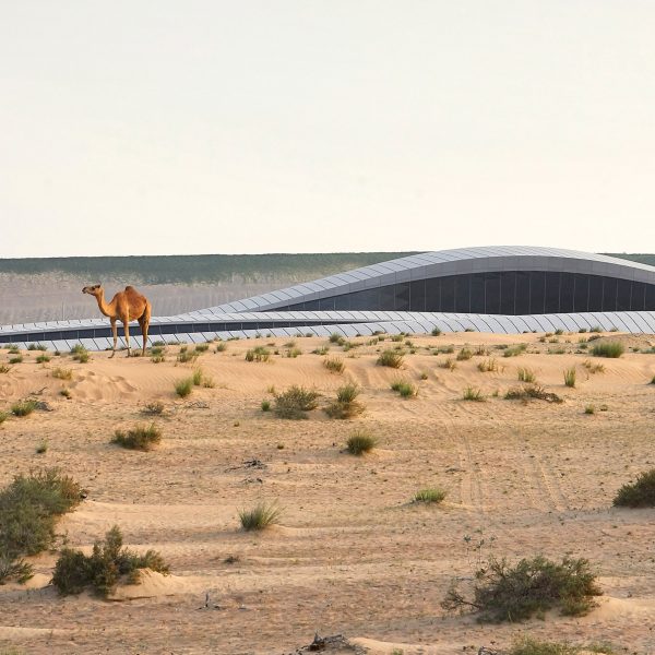 Camel infront of Zaha Hadid Architect's Beeah HQ Sharjah