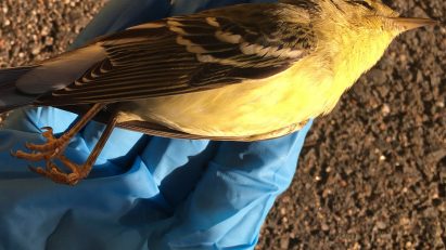 Bird that has collided with a window