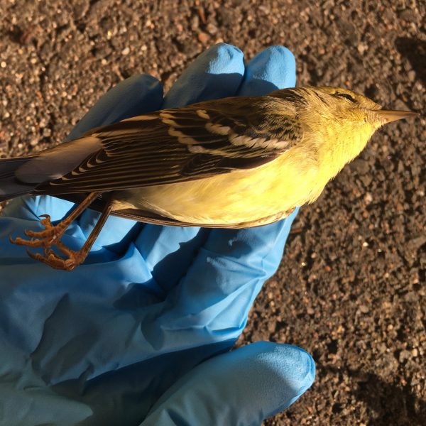 Bird that has collided with a window