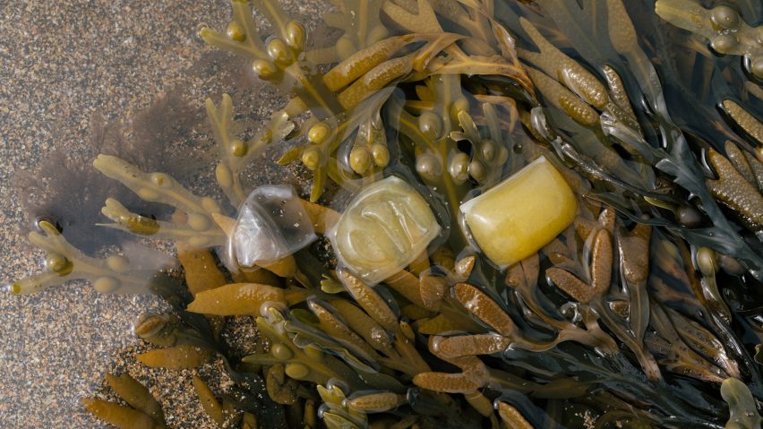 Notpla seatweed packaging on top of seaweed from 2022 Earthshot Prize winners