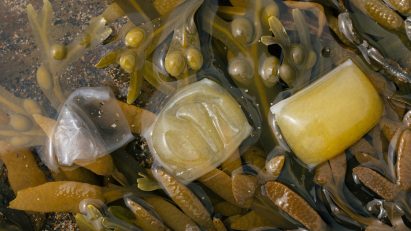 Notpla seatweed packaging on top of seaweed from 2022 Earthshot Prize winners