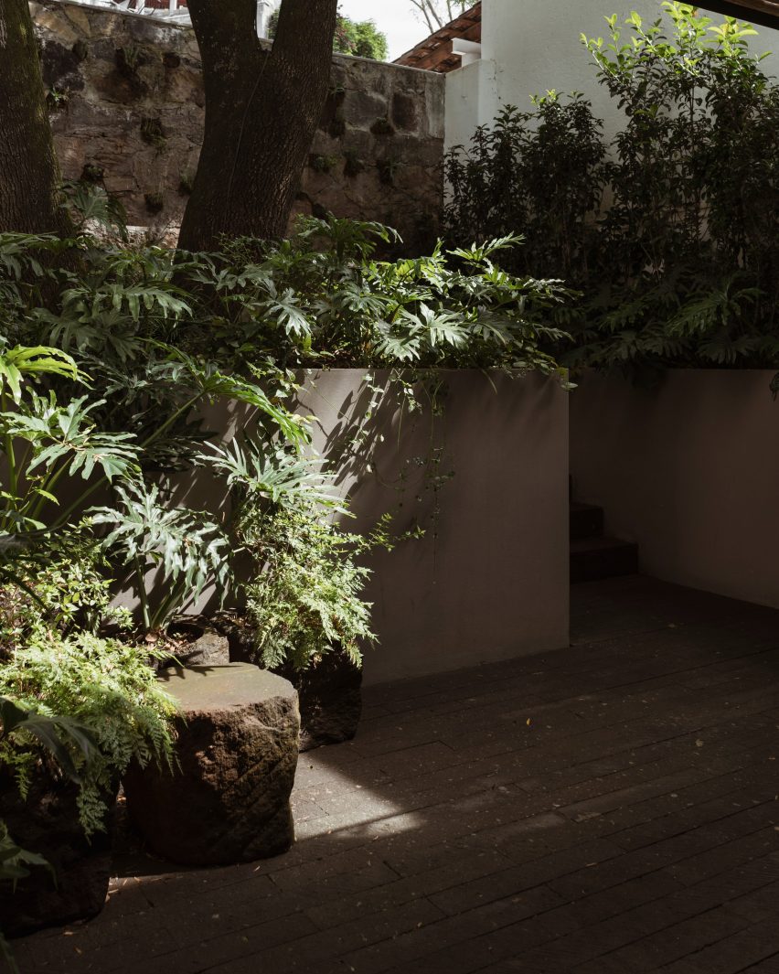 Plants, Casa Tres Árboles in Valle de Bravo by Direccion
