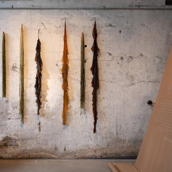 Strips of algae hanging against brick wall