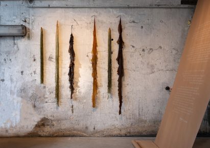 Strips of algae hanging against brick wall