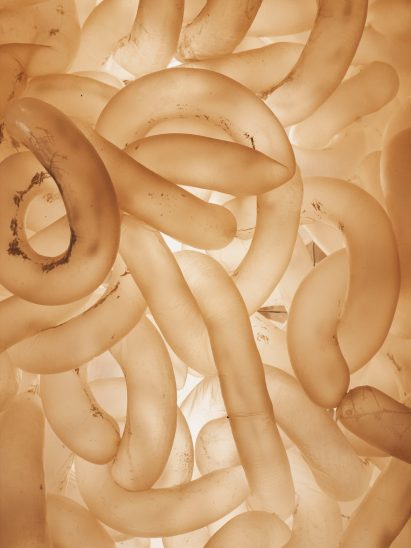 Close up of a tubular lamp made from cow intenstines