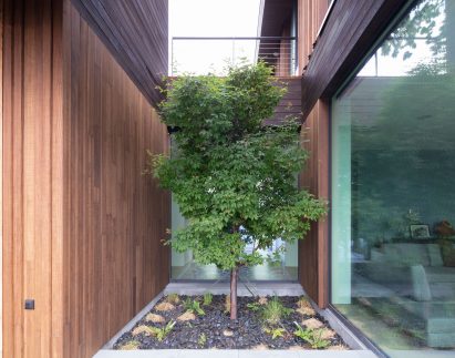 A maple tree in a small courtyard between a glazed and timber-glad sides of a house