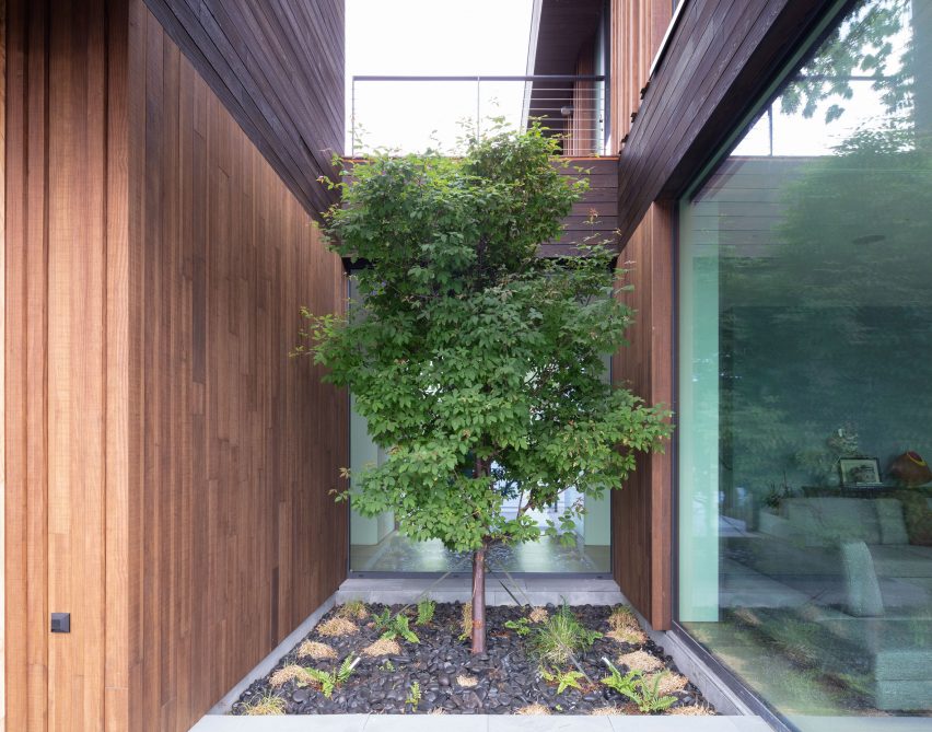 A maple tree in a small courtyard between a glazed and timber-glad sides of a house