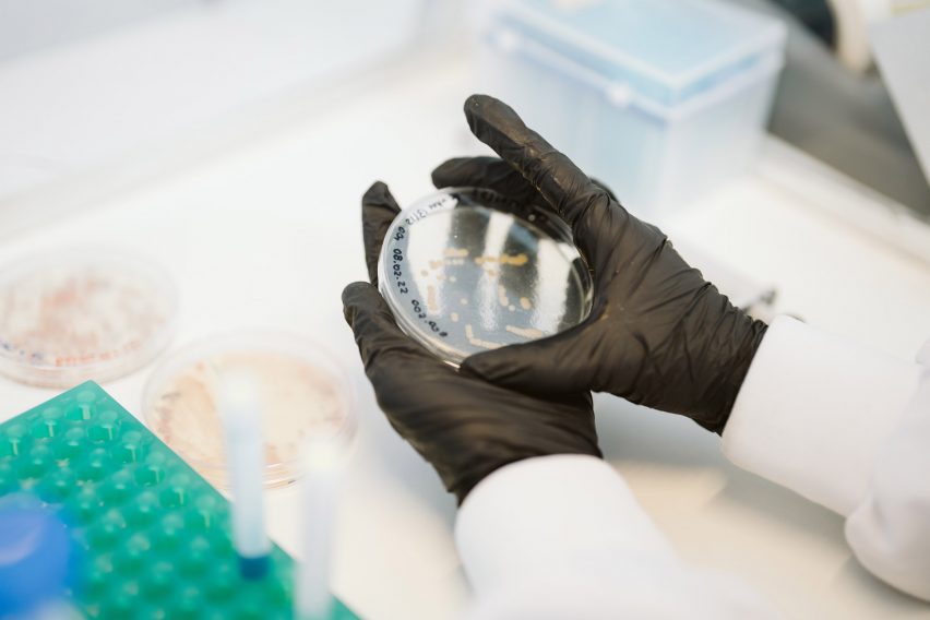 Scientist with bacterial fermentation