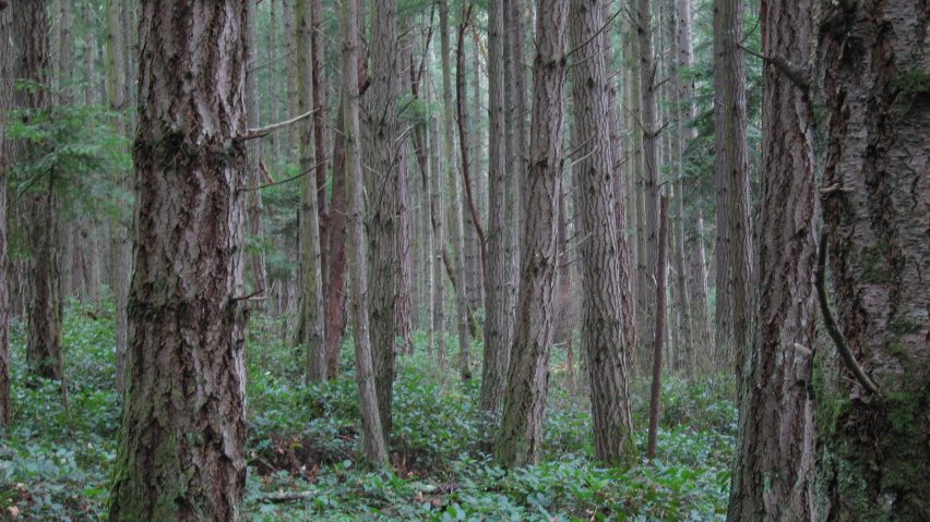 forest health