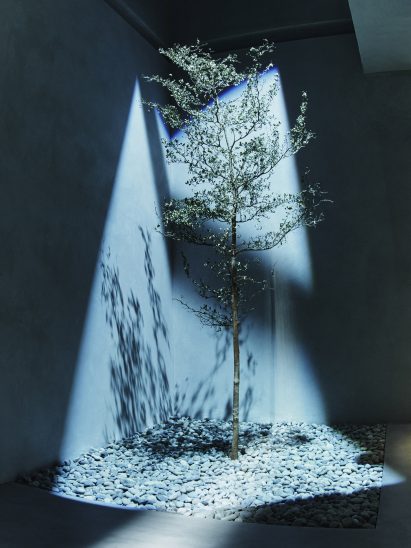 Photo of a tree in the store