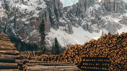 Pile of logs
