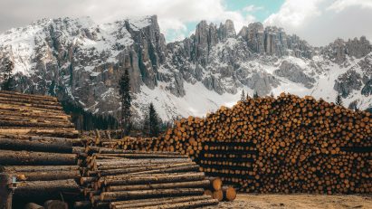 Piles of logs