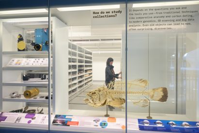 Fish skeleton in exhibit window