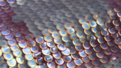 Photo of bioplastic sequins