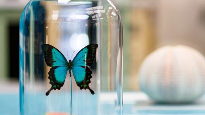 Butterfly in a bell jar