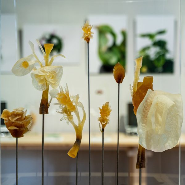 Photos of flowers in the Plant Fever exhibition