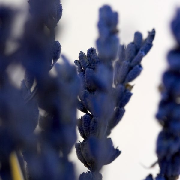 Close up photograph of a lavender plant