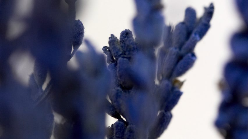 Close up photograph of a lavender plant