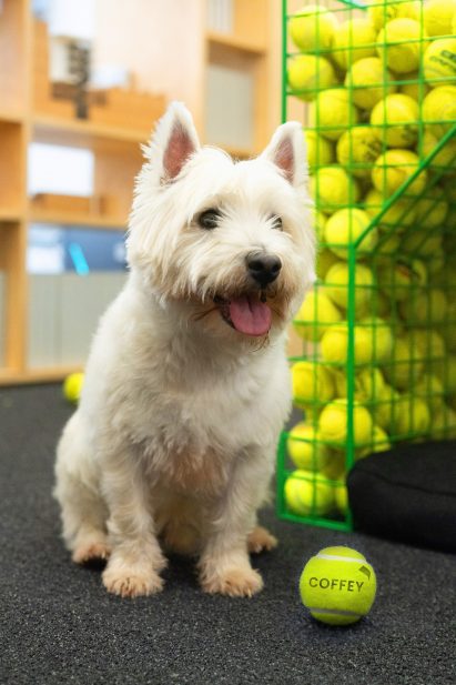 Westie by Fetch dog kennel