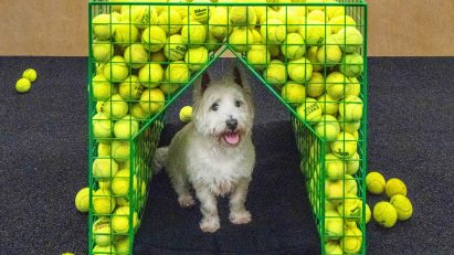 Fetch dog kennel by Coffey Architects
