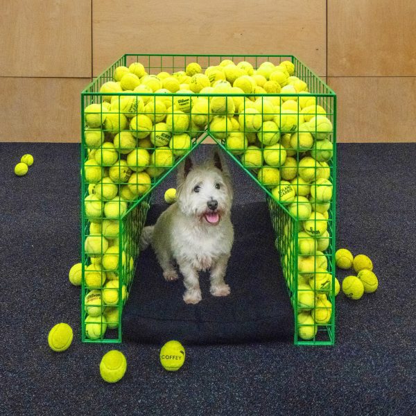 Fetch dog kennel by Coffey Architects