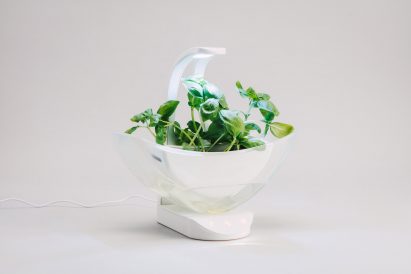Photo of a plant