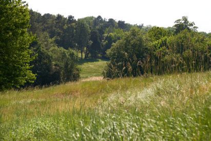 Rewilded golf course in South Croydon