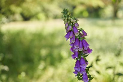 Wild orchids at Birch Selsdon hotel