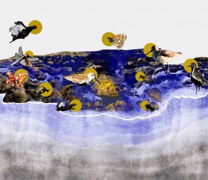 A collage of birds on a blue watercolours lake by a Manchester School of Architecture student