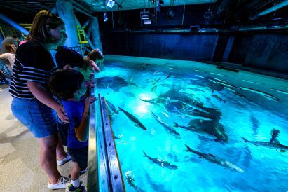 Touch pool filled with sea creatures
