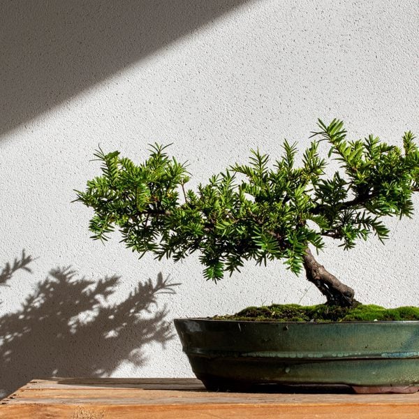 Armourcoat Clay Lime Plaster, Clime by Armourcoat