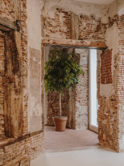 Ficus tree near entrance of shoe shop designed by Plantea Estudio