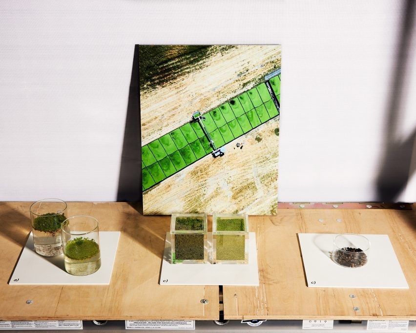 Aquatic plants in beakers