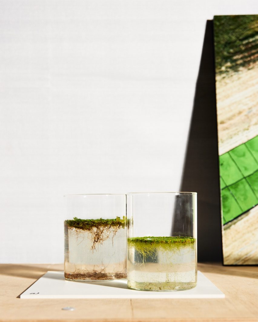 Aquatic plants in beakers