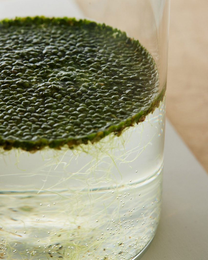 Aquatic plants in beakers