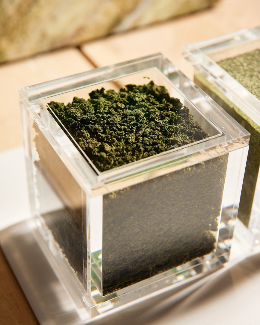 Aquatic plants in beakers