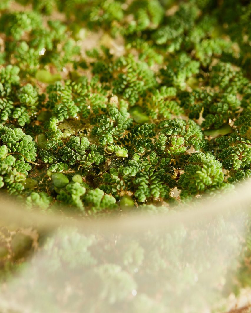 Aquatic plants in beakers