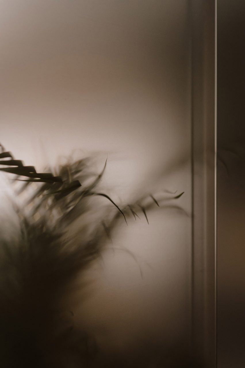 Detail of plant brushing translucent wall