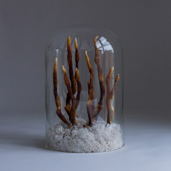 Photograph of mycelium in glass dome