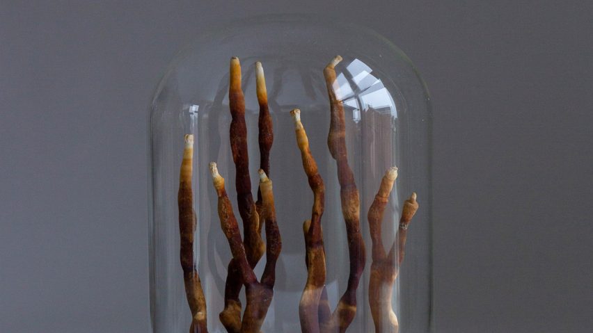 Photograph of mycelium in glass dome