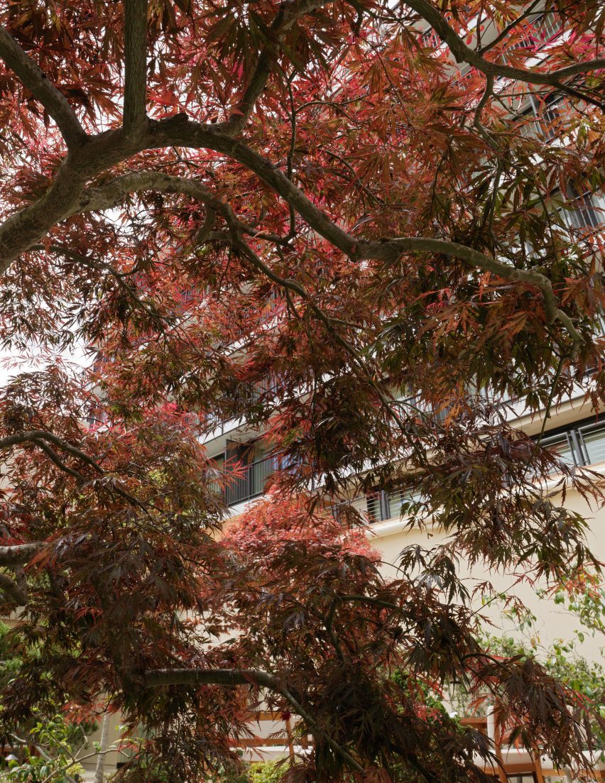 Japanese maple tree