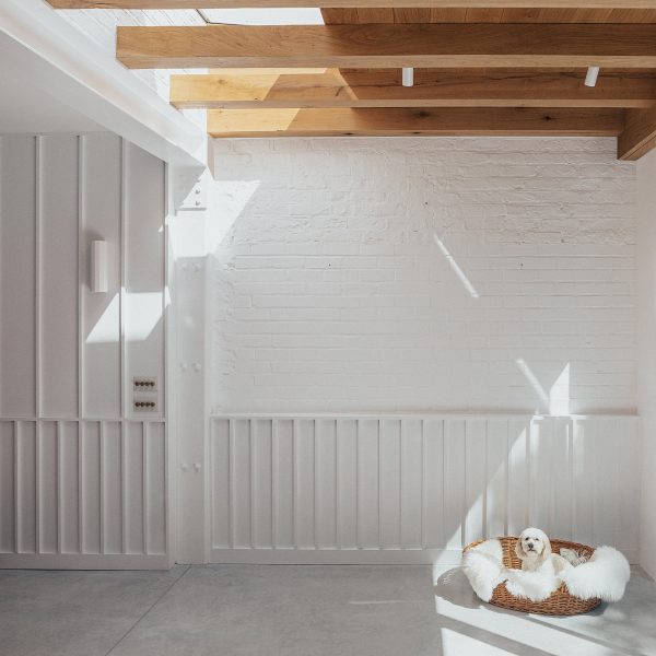 Dog in kitchen-dining room of Huron House in London by Studio Varey Architects