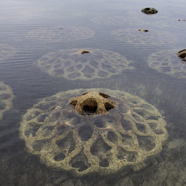 Erosion Mitigation Units are semi-submerged modules