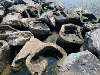 Coastal defence system that doubles as marine habitat