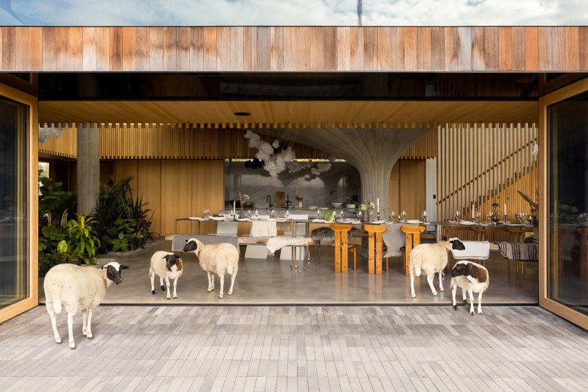 Sheep in a kitchen