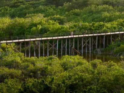 boardwalk through mangrove cluster