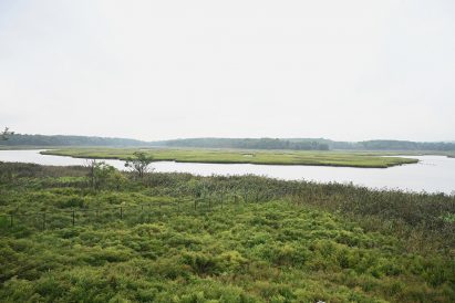 Marshland