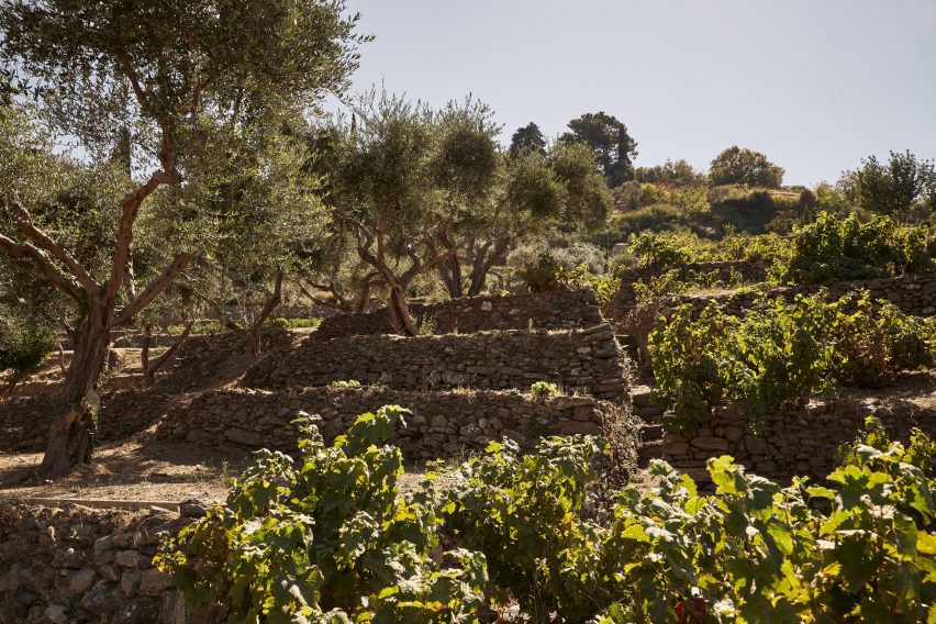 Shrubbery and stone terraces