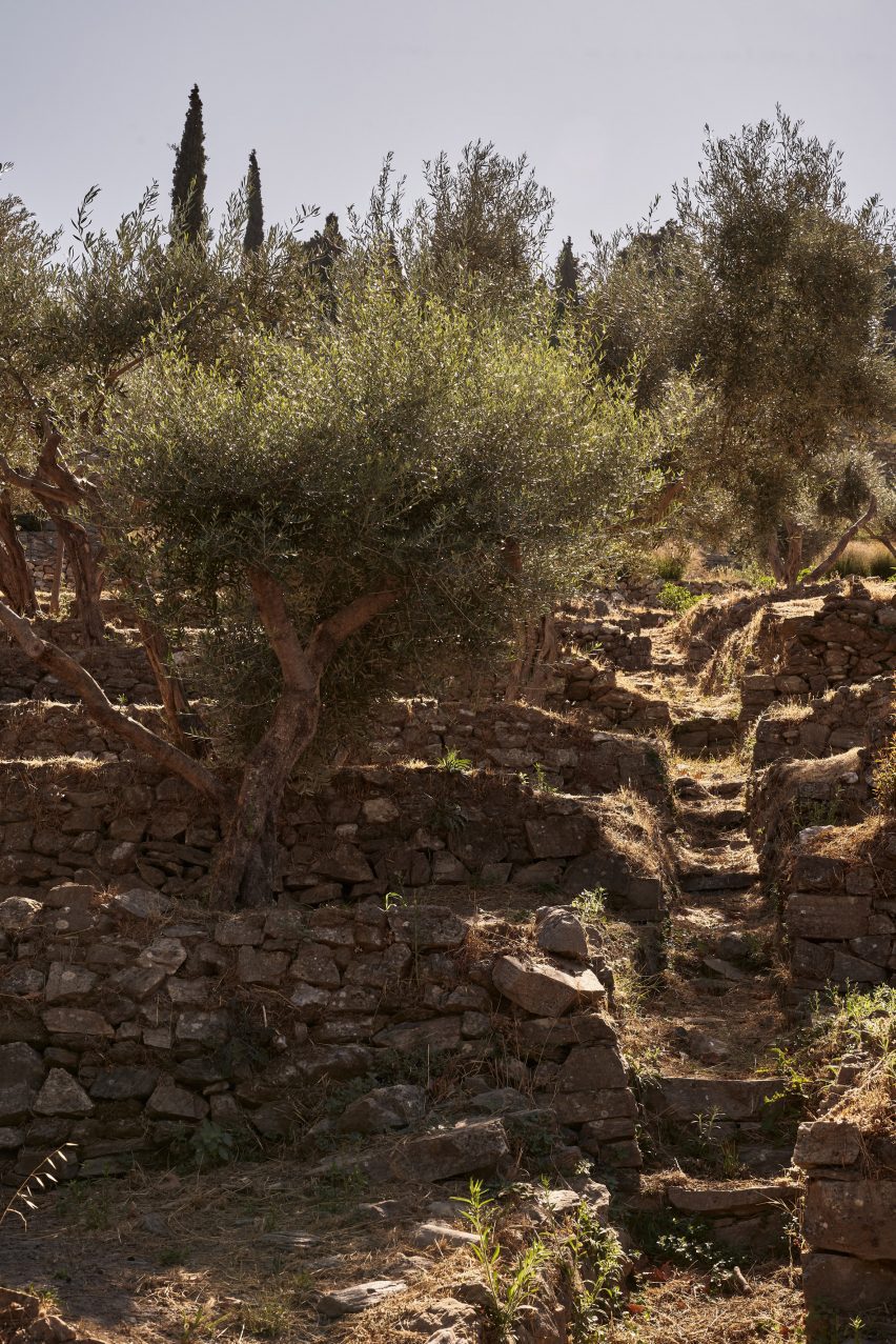 Shubbery on a hillside on a Greek island