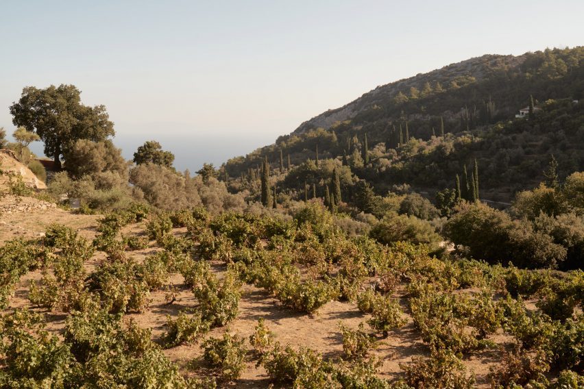 Planted hillside on a Greek island overlooking the sea